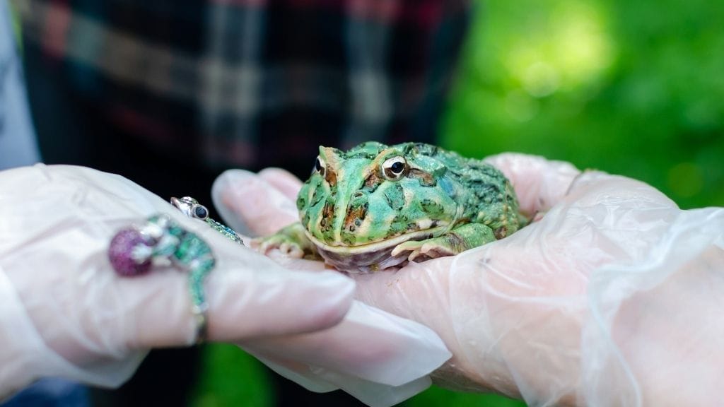 handling pacman frog
