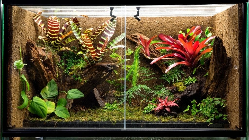 pacman frog habitat setup guide