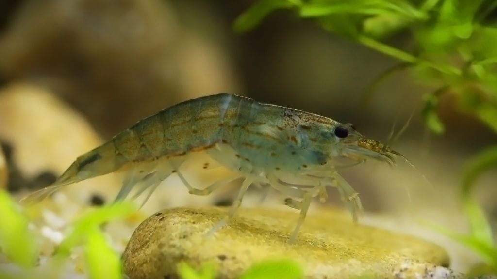 How Long Do Amano Shrimps Live? 3 Amano Shrimp Breeding