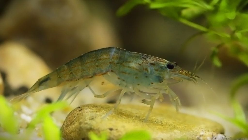 Amano Shrimp Breeding 101: Everything You Need To Know