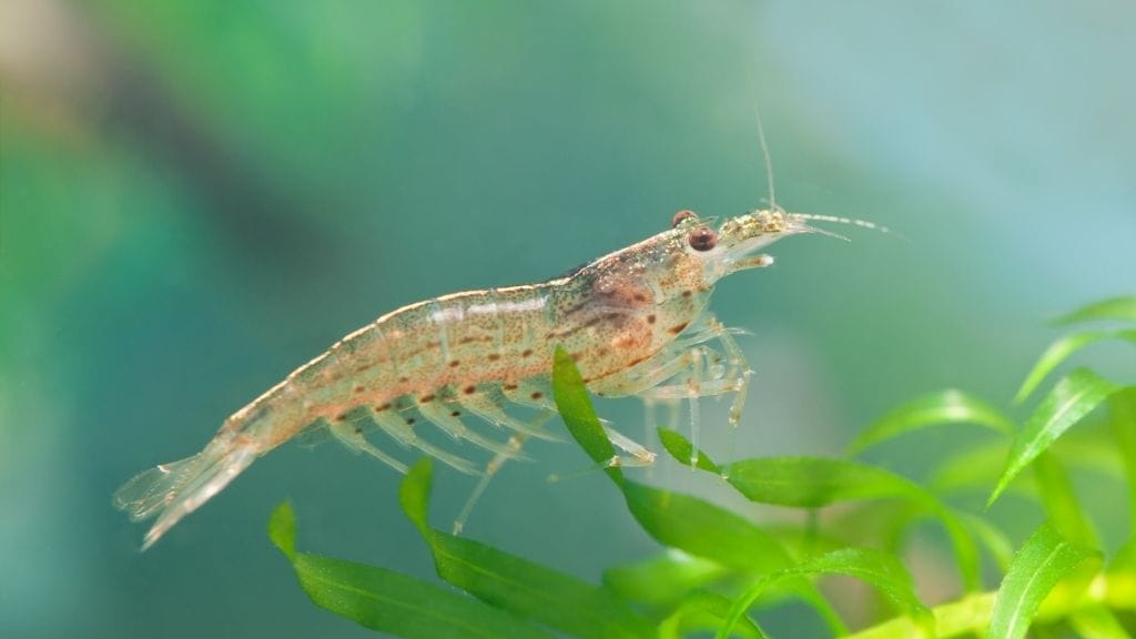 How Long Do Amano Shrimps Live? 2 Amano Shrimp Eggs Care