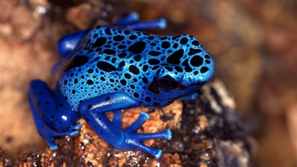 Are Blue Dart Frogs Good For Beginners