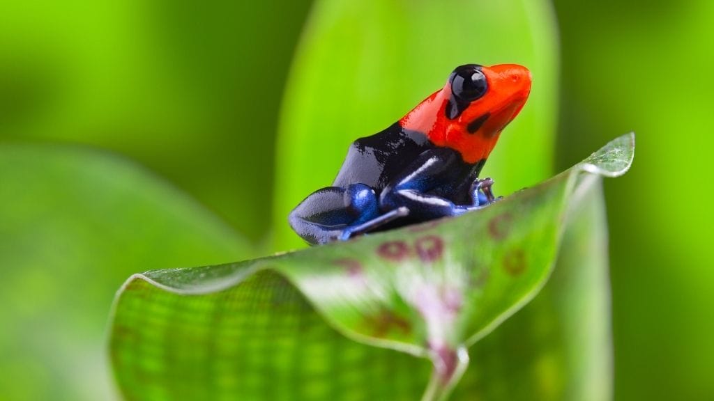 Are Dart Frogs Good For Beginners