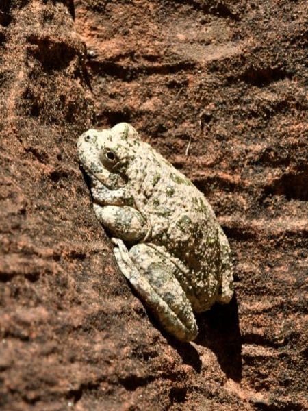 Canyon Tree Frog