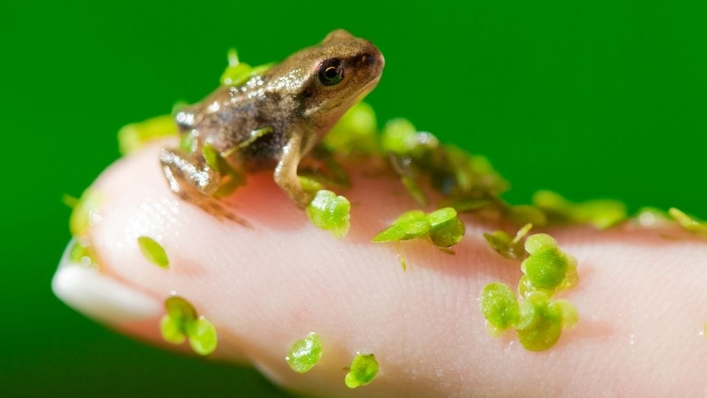 How To Breed Tree Frogs