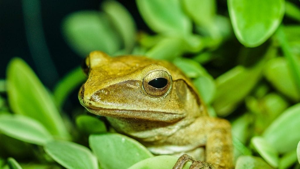 How To Pet Tree Frogs Safely
