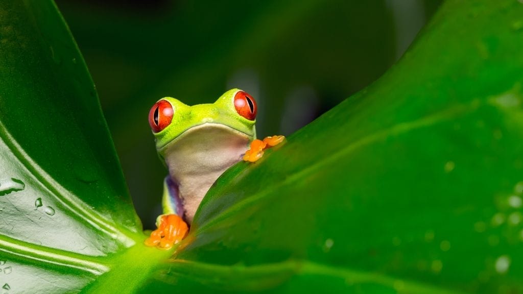 How To Treat A Sick Tree Frog