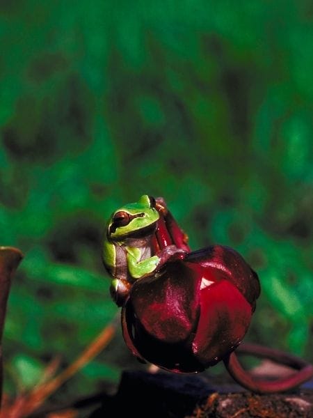Pine Barrens Tree Frog