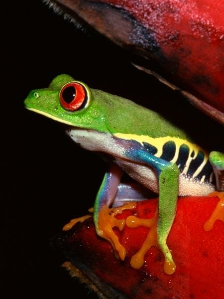 Red-eyed Tree Frog