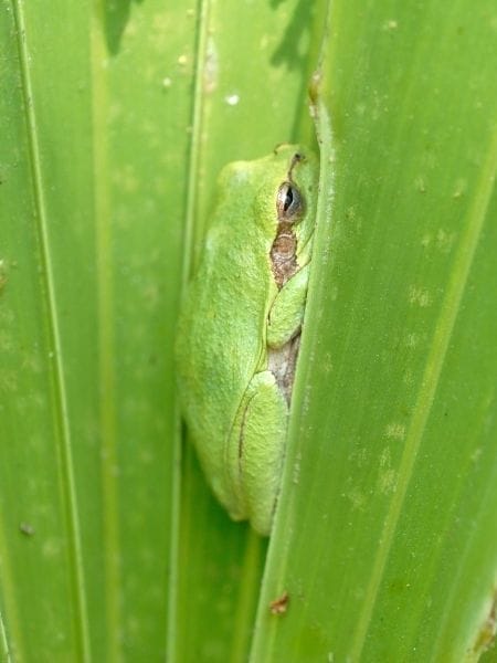 Squirrel Tree Frog