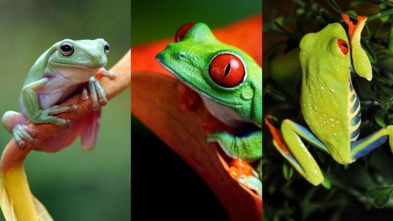 10 Popular Tree Frog Identification With Pictures
