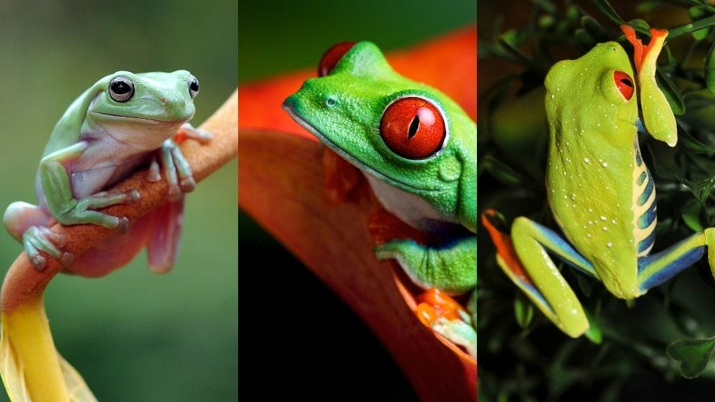Tree Frog Identification