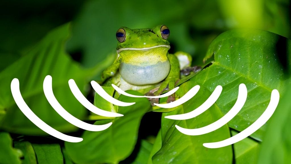 What Does A Tree Frog Sound Like