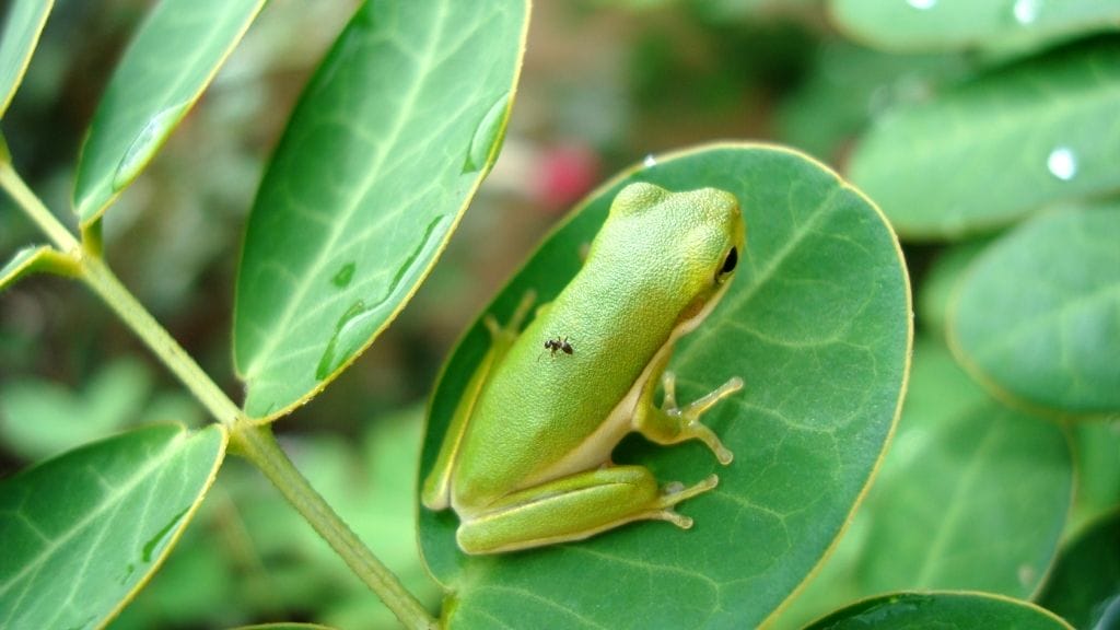 Which Live Plants Are Safe For Tree Frogs