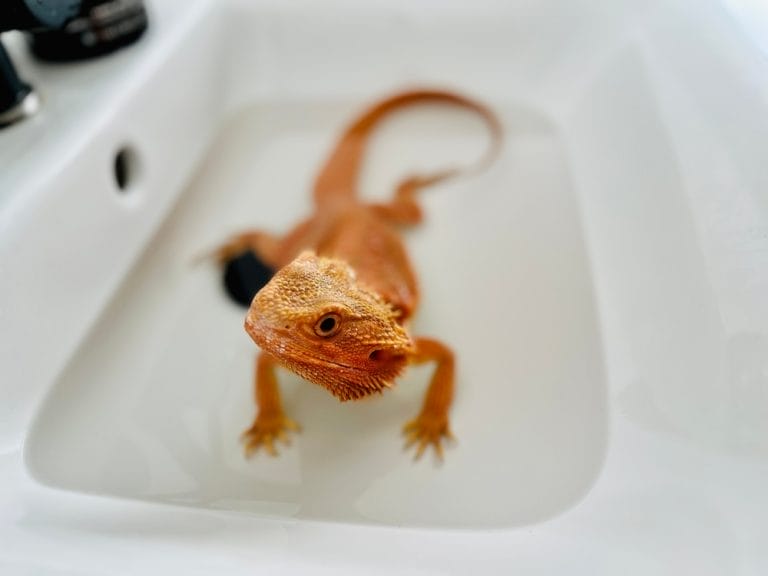 Metabolic Bone Disease in Bearded Dragons: The Life-Saving Guide Every Owner Needs