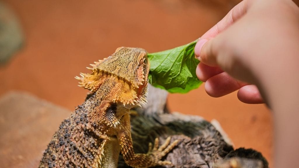 Can Bearded Dragon Eat Spinach