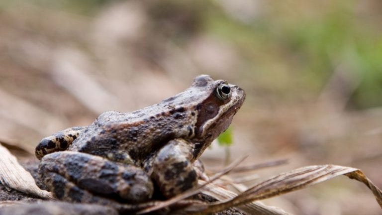 Can You Keep Wild Frogs as Pets? [Pros vs Cons]