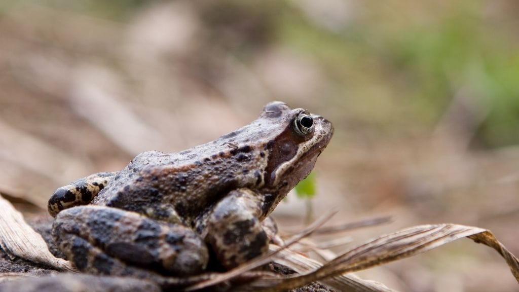 Can You Keep Wild Frogs as Pets?