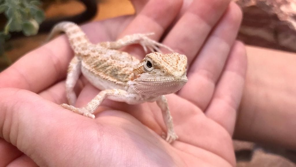 Do Bearded Dragons Eat Their Babies Can Bearded Dragons Eat Strawberries?