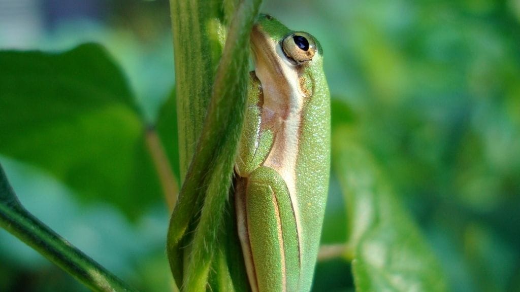Do Tree Frogs Hibernate