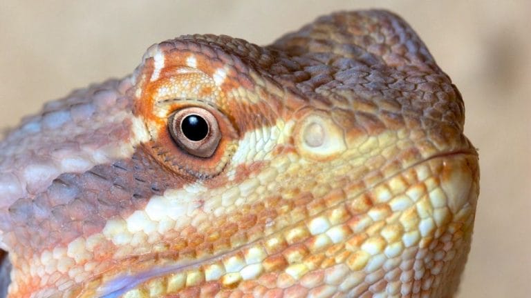 How To Clean Bearded Dragon Clogged Pores