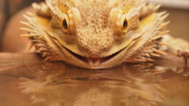 Can Bearded Dragons Eat Watermelon?