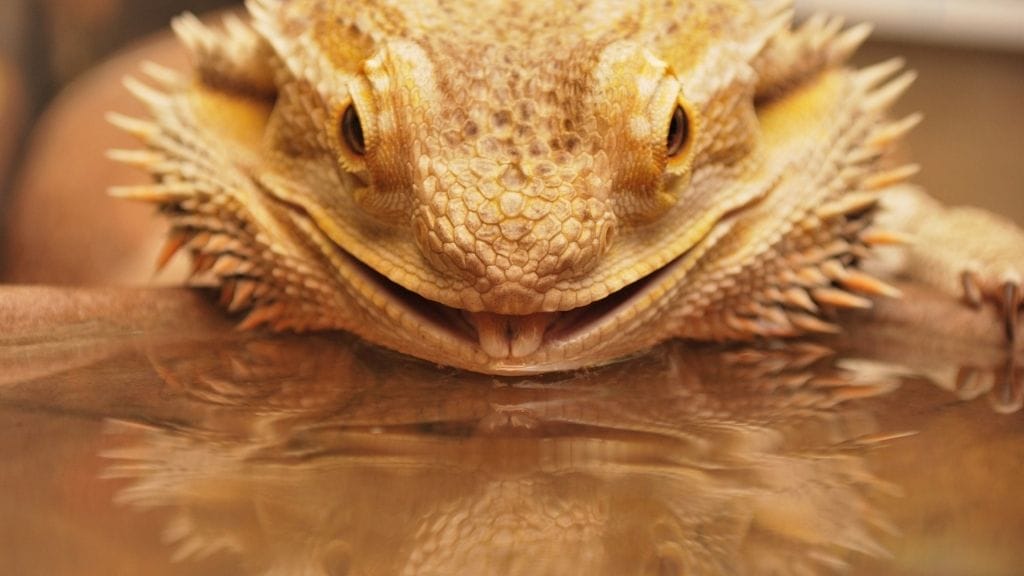Can Bearded Dragons Eat Watermelon? – Acuario Pets