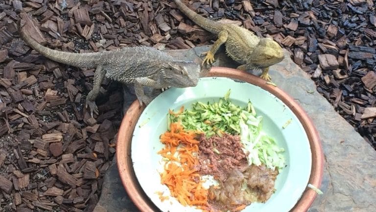 Exploring the World of Human Foods for Bearded Dragons