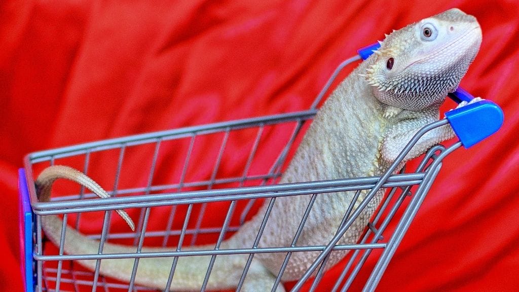 What Is The Most Expensive Bearded Dragon