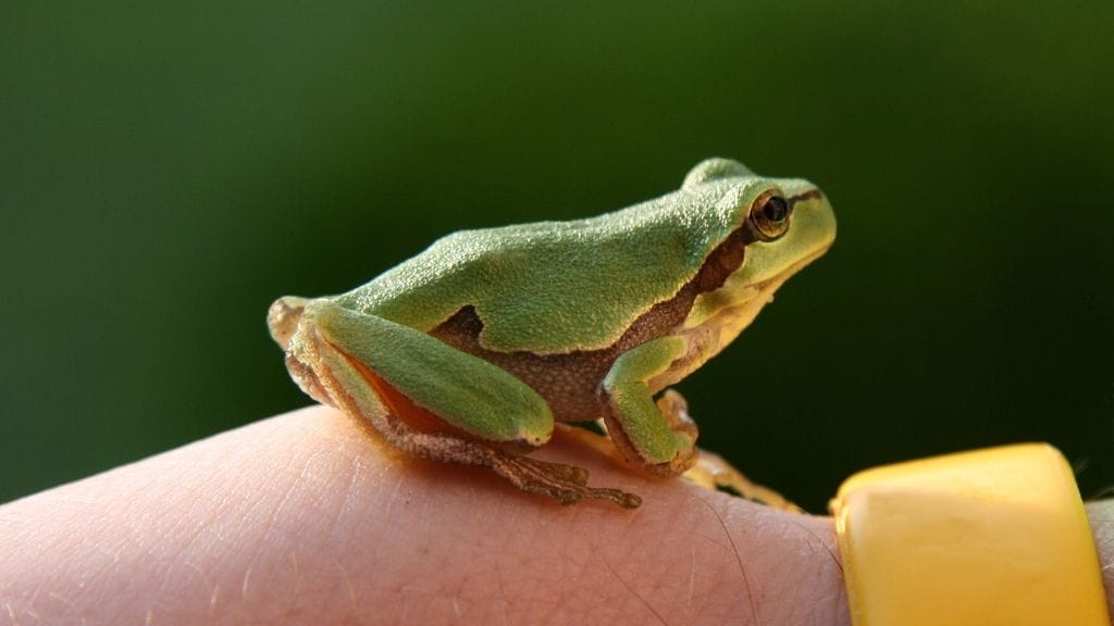 Why Did My Tree Frog Die? [13 Probable Reasons & Solutions] Acuario Pets