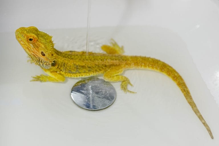 Ultimate Bearded Dragon Bath Guide: 7 Essential Tips for a Safe Soak