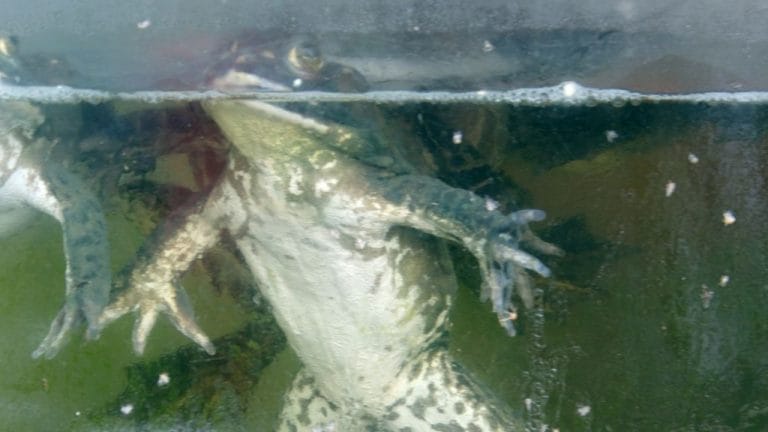 African Dwarf Frog Egg & Baby Care 101 [Beginner’s Guide]