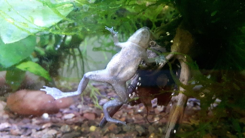 Are African Dwarf Frogs Aggressive