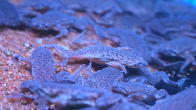 Are African Dwarf Frogs Good As Pets?