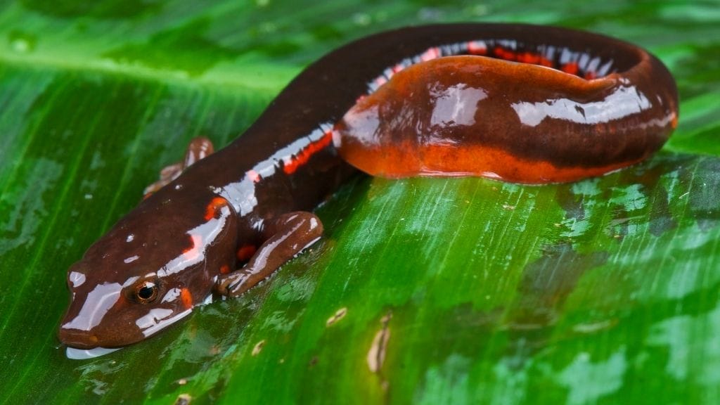 Are Newts Poisonous? [A Deep Dive] - Acuario Pets