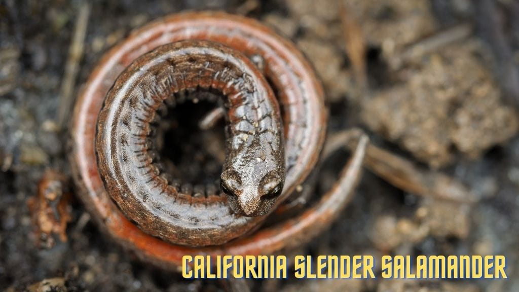 California slender salamander