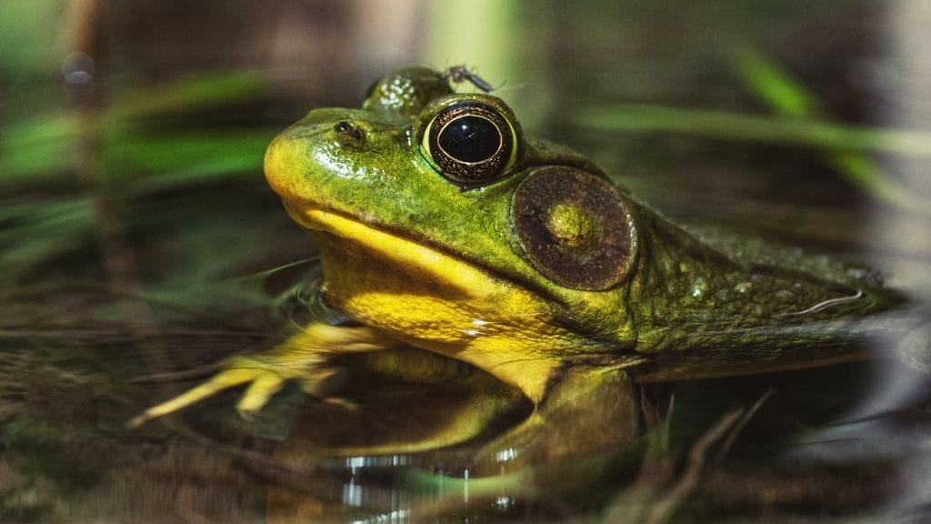 Can A Frog Bite You? [And How To Avoid Getting Bitten]