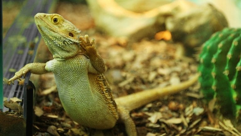 Do Bearded Dragons Get Cold At Night? [Complete Temperature Guide]