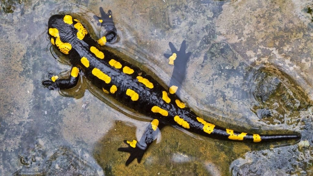 Do Salamanders Live In Water