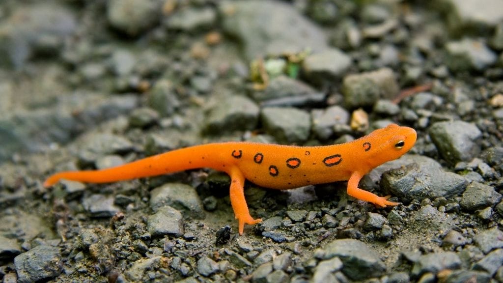 How Do Salamanders Breathe?