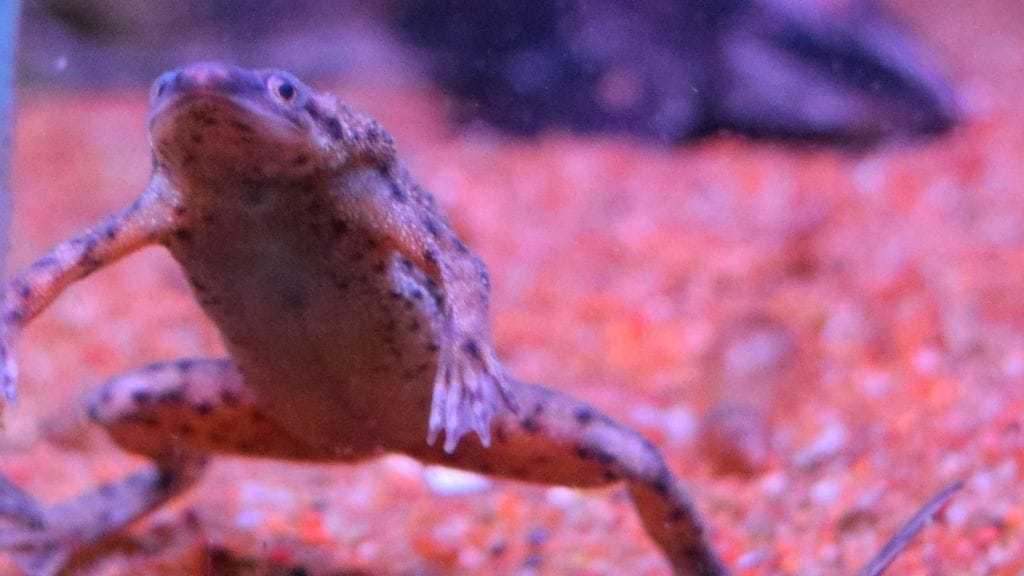 How Long Do African Dwarf Frogs Live