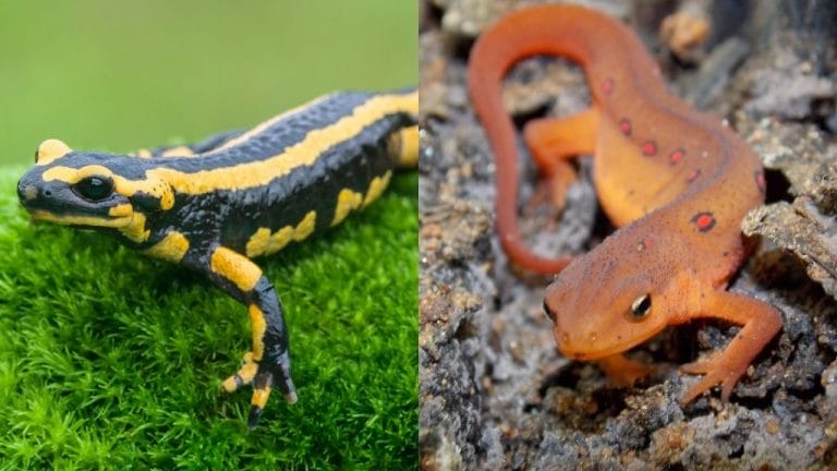 Is A Newt A Salamander