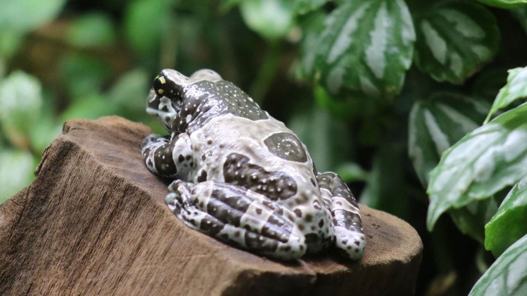 Is It Bad To Pet Frogs