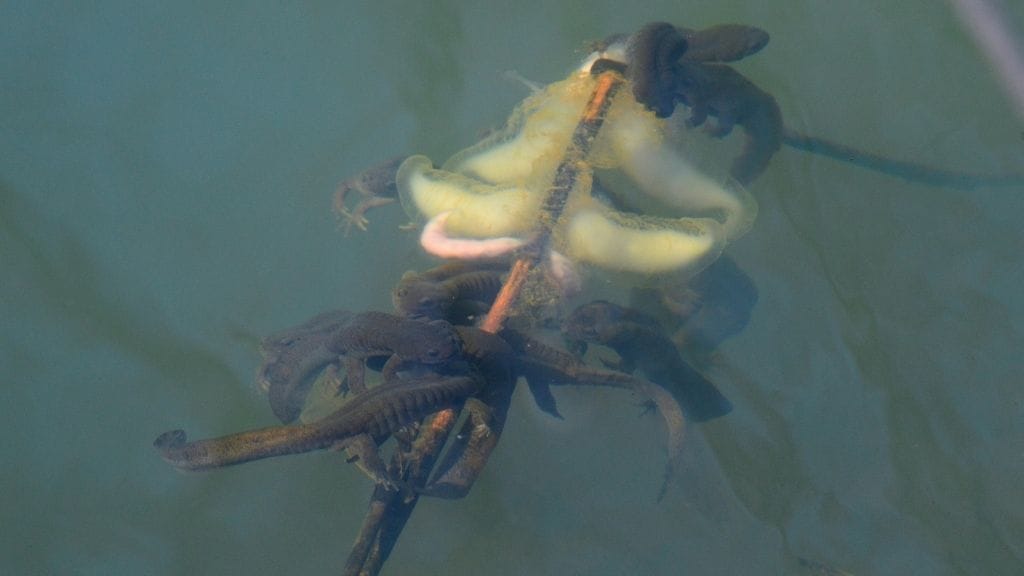 Salamander Diet And Feeding Guide For Beginners Acuario Pets