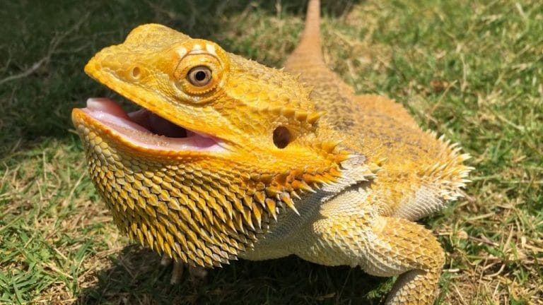 Bearded Dragon Vomiting? Here’s What It Means and How to Help