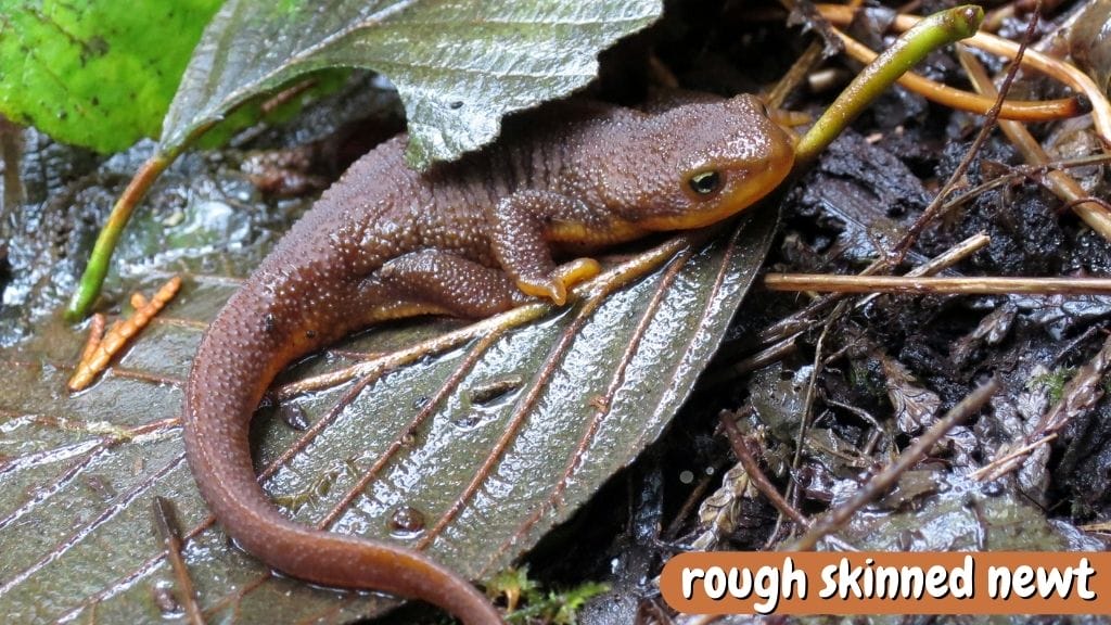 Newt Feeding Guide What Do Newts Eat? Acuario Pets