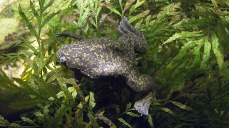 African Clawed Frog Care
