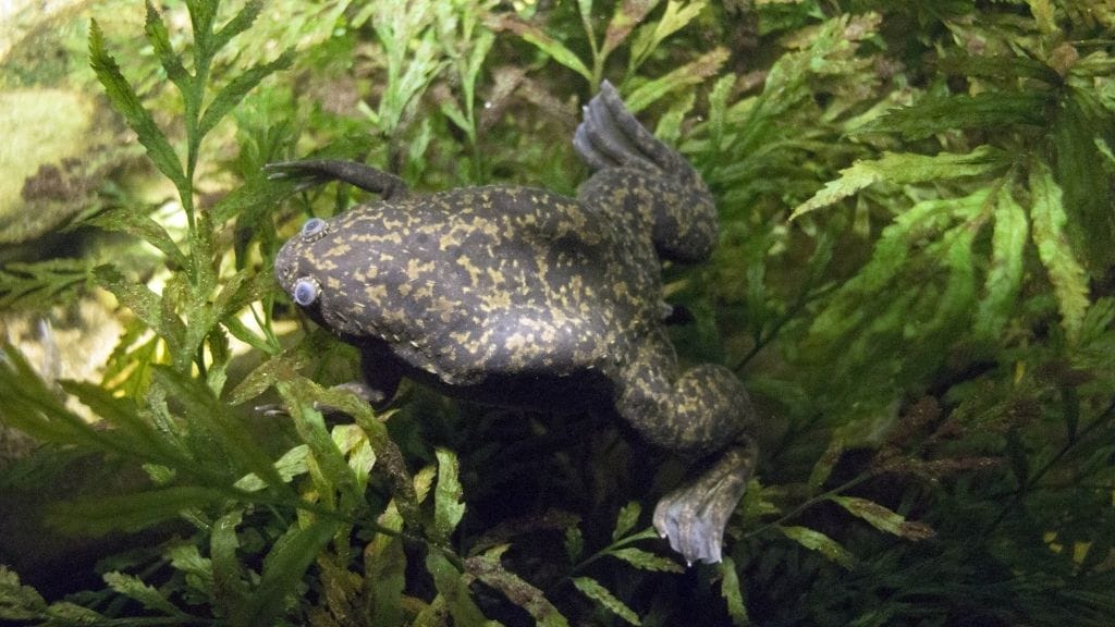 African Clawed Frog Care