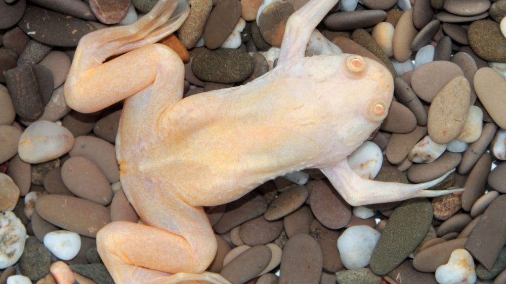 African Clawed Frog substrate Here's How To Treat A Bloated Albino African Clawed Frog