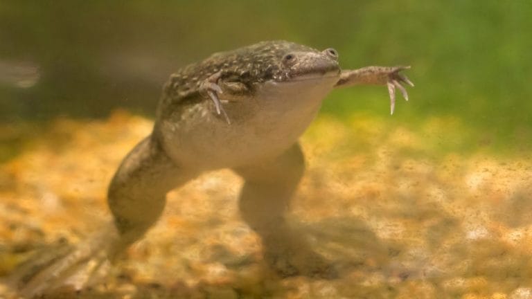 11 Tank Mates For Your African Clawed Frog